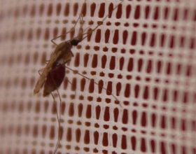 na-amazonia,-amamentacao-diminuiu-risco-de-malaria-em-criancas-menores-de-2-anos