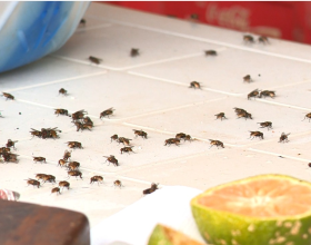 professor-de-biologia-da-ufes-explica-motivos-e-solucao-para-evitar-invasao-de-moscas-em-cidade-do-es