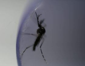 vacina-contra-dengue-da-takeda-recebe-aprovacao-da-uniao-europeia