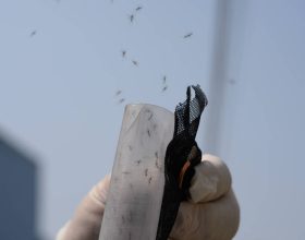 vacina-do-butantan-contra-dengue-teve-eficacia-de-79%-para-prevenir-doenca-apos-2-anos-da-aplicacao